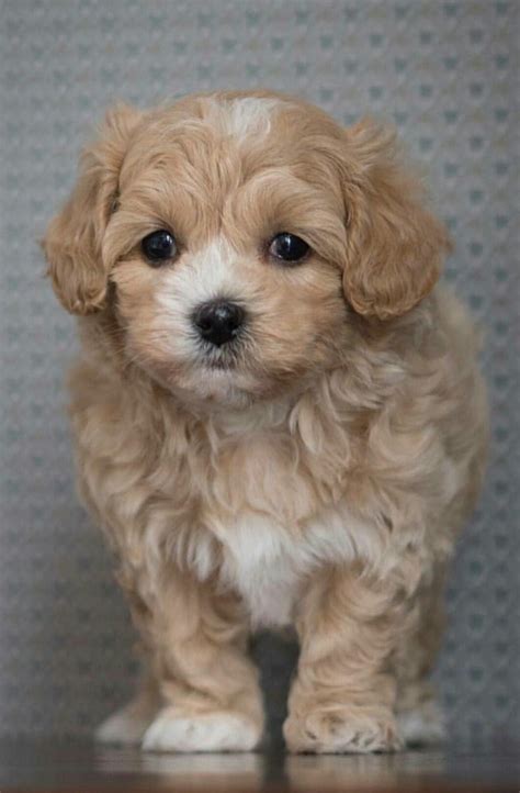 Pin By Enticing On Malti Poo Love Maltipoo Animals Dogs