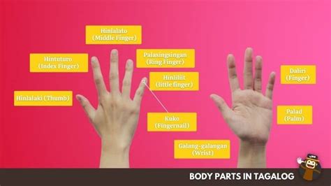 75 Body Parts In Tagalog Learning In An Easy Way Ling App