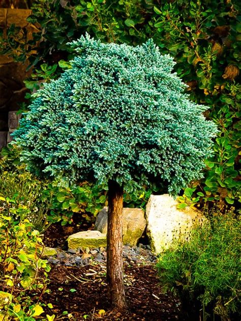They should be grown outside in a sheltered position where they will not suffer from the hot sun. Skyrocket Juniper | The Tree Center™