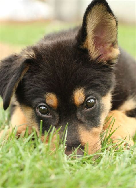 25 Puppies That Will Give You Feels Puppies Really Cute Puppies