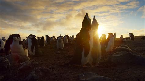 Dish To Deliver Bbc Americas Stunning Planet Earth Ii Live In 4k Ultra