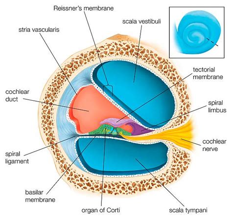 A Cross Section Through One Of The Turns Of The Cochlea Showing The