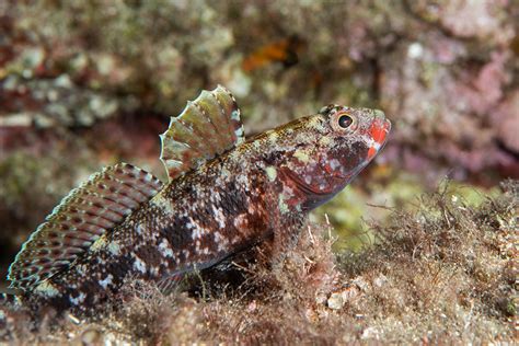 The Red Lipped Goby A Favorite Mediterranean Fish