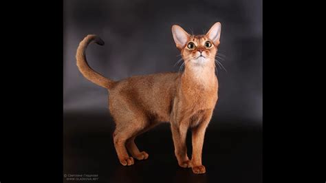 Abyssinian Cat Breeders Southern California Youtube