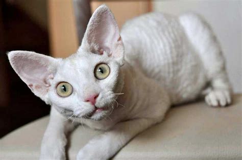 Devon Rex Information And Cat Breed Facts Pets Feed