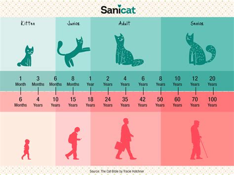 Sanicat Uk What Age Is Your Cat Cat Info Year 6 More Fun Kittens