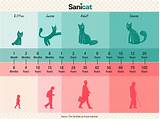 Ever wondered how old your cat is in human years? Sanicat UK - What age is your cat? | Cats, Pets