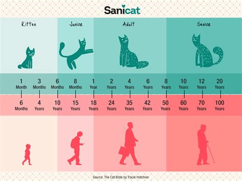 Do you want to know how old your cat would be if he/she were a human? Sanicat UK - What age is your cat? | Cats, Pets