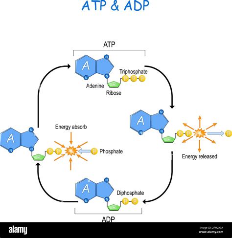 Ciclo Atp Adp Transferencia De Energía Intracelular Absorción De