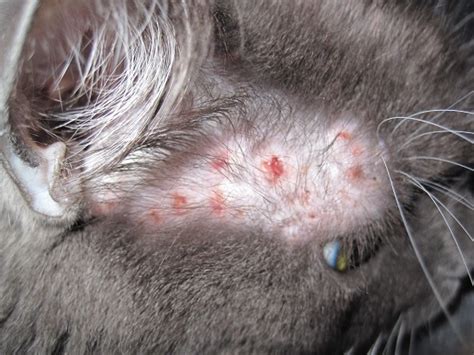 Why Is My Cat Losing Hair Symptoms Causes And Treatment Cat Loves Best