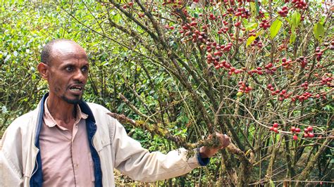 Ide The Future For Ethiopian Coffee Farmers