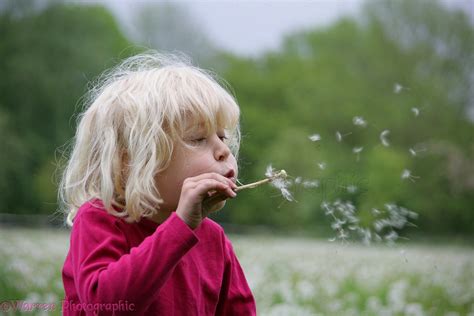 Girl Blowing Dandelion Seeds Photo Wp12564