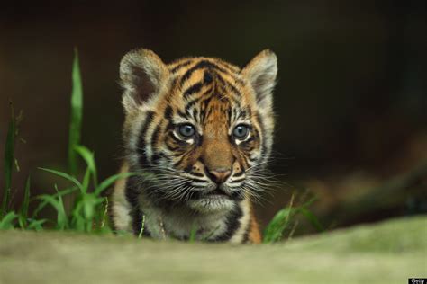 Sleeping Tiger Cub Kali Could Be The Cutest Napper Ever Video