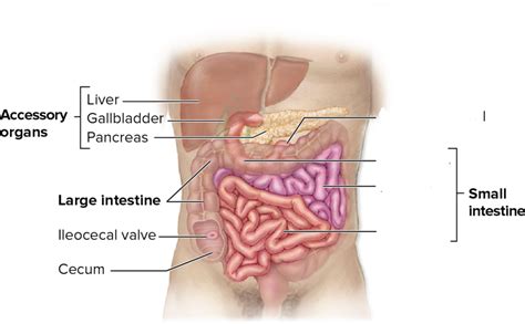 Small Intestines Diagram Aflam Neeeak