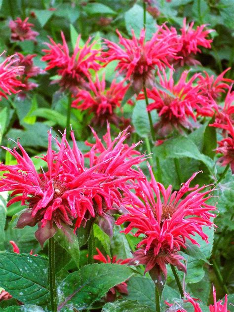 14 Perennials That Are Tough Enough To Survive Extremely Cold Winters