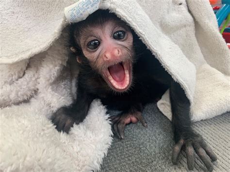 Watch Lnk Childrens Zoo Re Opens Secret Jungle And Introduces Baby