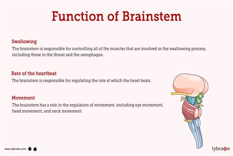 Brainstem Human Anatomy Image Functions Diseases And Treatments