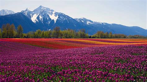 Download Tulips Undulating Fields Of Colorful With By