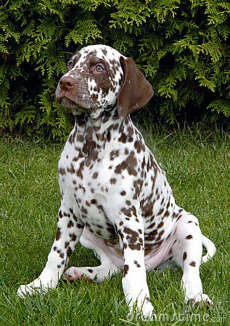 Heavy Liver Spot Dalmation Pup Dalmatian Dogs Dog Breeds Dalmatian