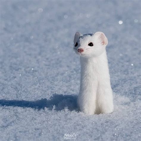 Joe Neely On Instagram Who There Ermine Popping Out Of The Snow