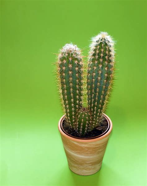 Cactus Plant On Brown Pot · Free Stock Photo