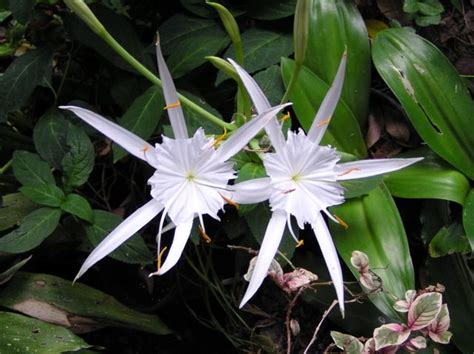 Try a new spring bulb or a new variety of bulb every year. Favorite White Flowered Bulbs | Pacific Bulb Society