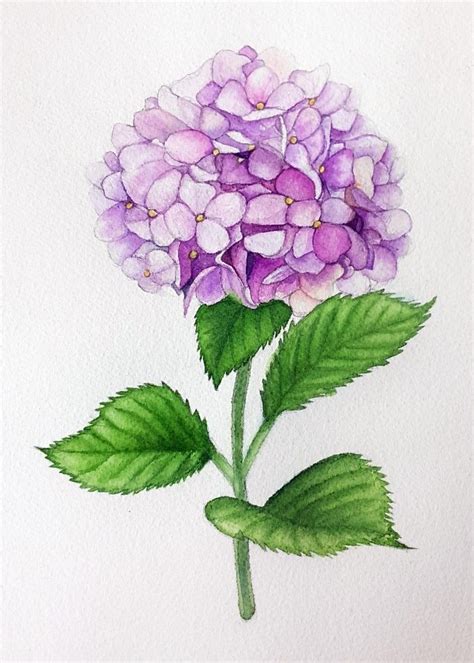 Pin By Connie West On Hydrangea Flower Drawing Hydrangeas Art