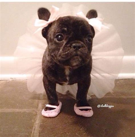 However, free frenchy dogs and puppies are a rarity as rescues usually charge a small adoption fee to cover their expenses. French Bulldog In Ballerina Costume Pictures, Photos, and ...