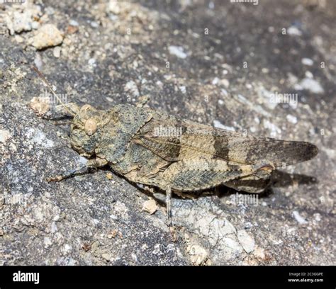 Red Winged Grasshopper Hi Res Stock Photography And Images Alamy