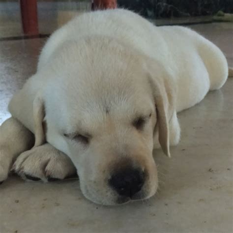 Shes very smart, has a sweet temperament and needs a good pet home. Female Labrador Puppy For Sale in Vadavalli Coimbatore ...