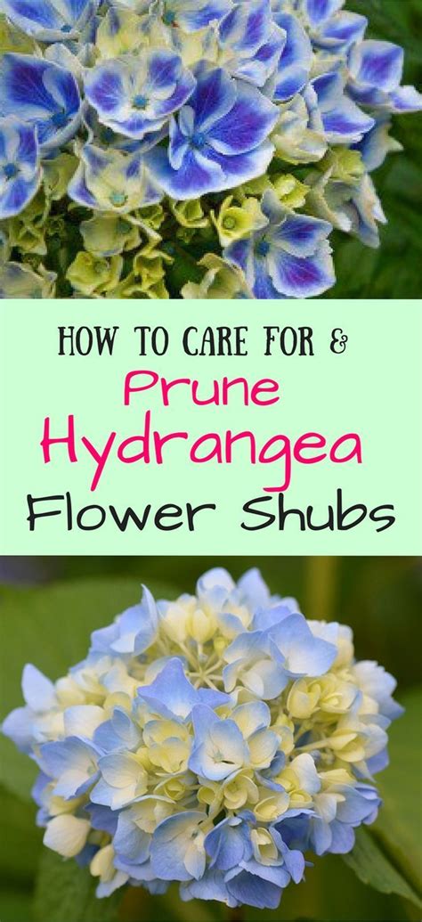 How To Care For And Prune Hydrangea Flower Shrubs Aspiring Homemaker