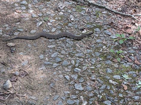[Muscogee county, Georgia] : r/whatsthissnake