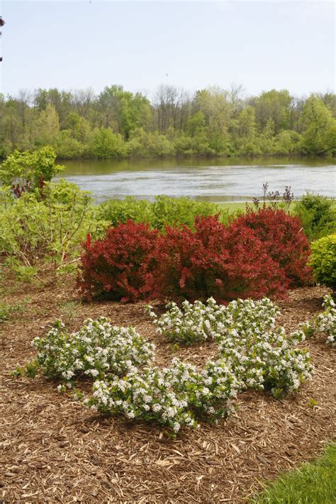 Low scape mound aronia is a tough, tolerant, tidy little mound of glossy green foliage. Low Scape Mound® - Aronia melanocarpa Images | Proven Winners