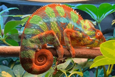How Fast Do Chameleons Change Colors