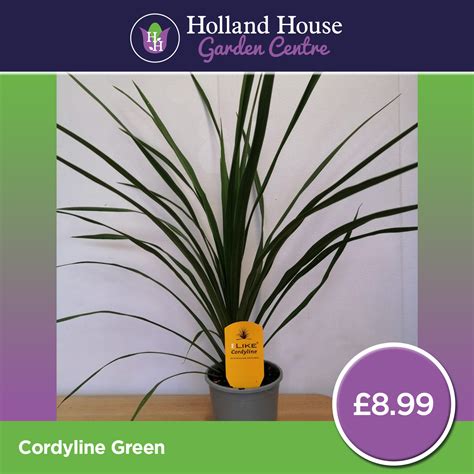 Cordyline Green Holland House Garden Centre Preston