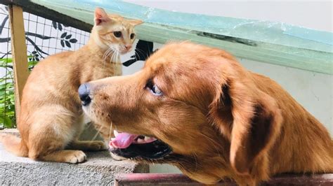 Friendship Golden Retriever And Cat Youtube