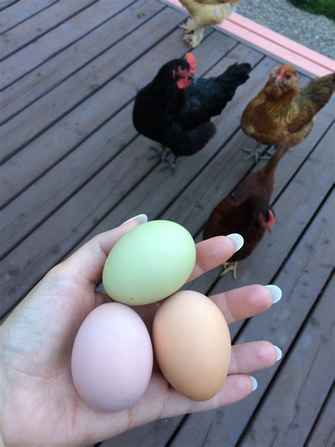 Easter Egger Chicken Colors