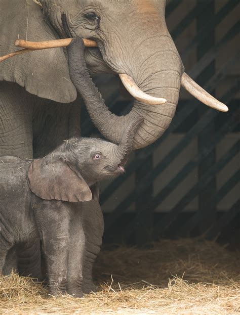 Baby Elephant Makes Public Debut At Howletts Wild Animal Park Zooborns