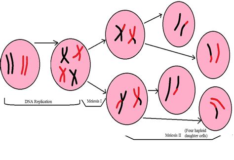 Diagrammatic Representation Two Haploid Cells Enter Meiosis Ii