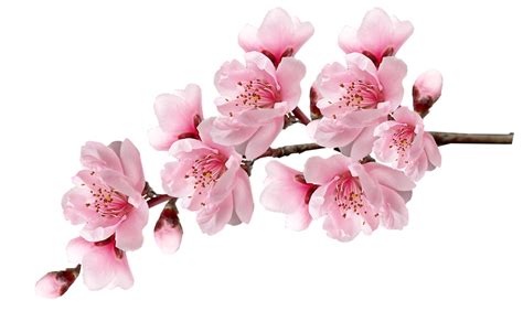 Cherry Blossom Sakura Png Image Png All Png All