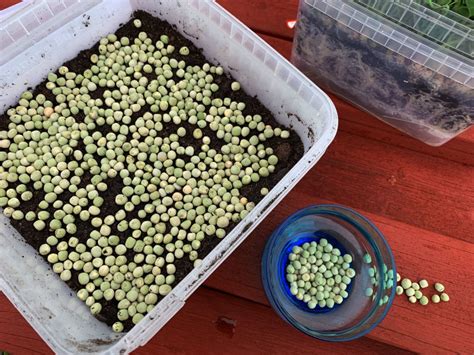 Guide Grow Pea Shoots Indoors Saras Kitchen Garden