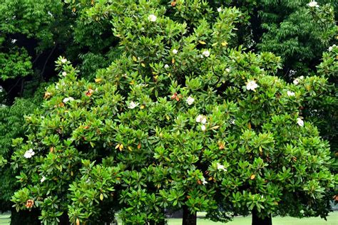 How Fast Do Magnolia Trees Grow