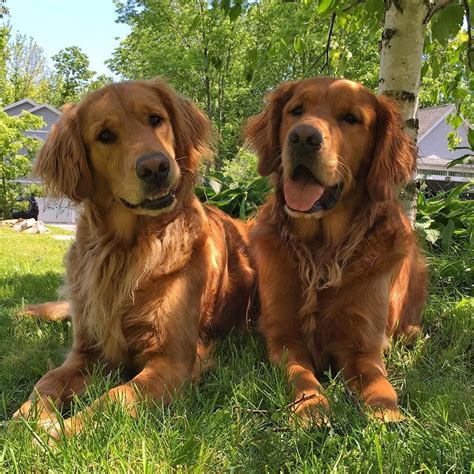 Four puppies evolved from this crossing which therefore. Monty and Apollo | Golden retriever hunting, Red retriever ...