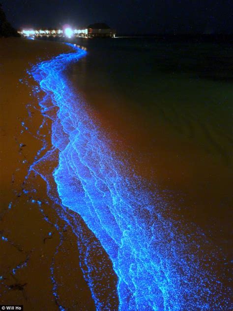 Honeymooner Snaps Stunning Surf Lit Up By Bioluminescent Phytoplankton