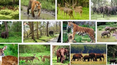 Top 14 Wildlife Sanctuaries In India Trawell Blog