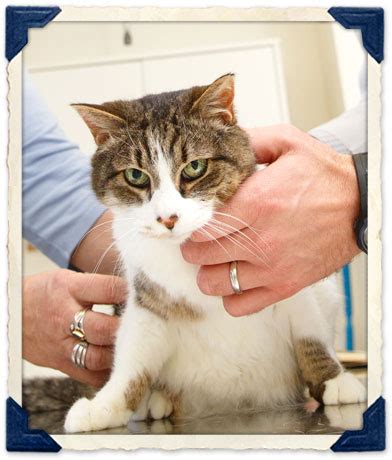 Providing outdoor enrichment for indoor cats prevents obesity and stress related behavior problems and keeps her safe from predators, parasites and disease. Cornell University Indoor Cat Initiative - Food Ideas