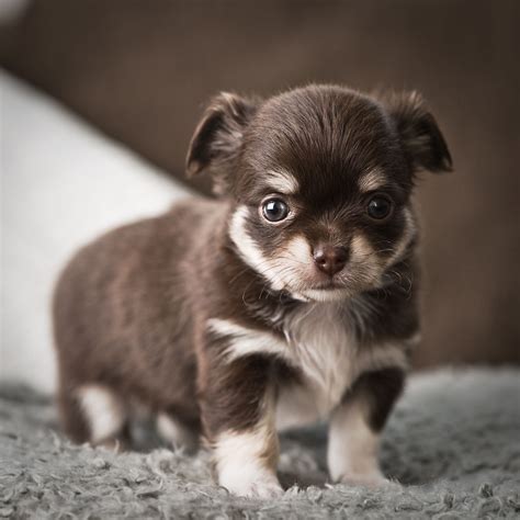 Fantastic Information About The Maltese Chihuahua Mix