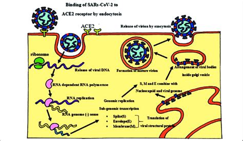 Pathogenesis Of Sars Cov 2 Download Scientific Diagram