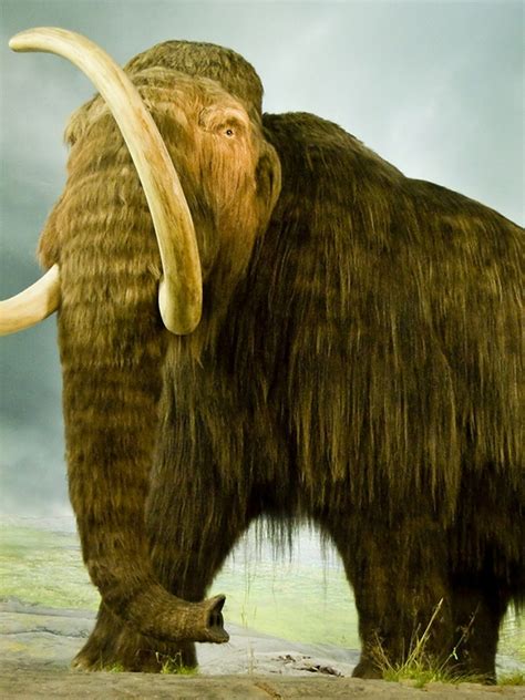 Woolly Mammoth: History, Facts, Size, Habitat, Classification & Much