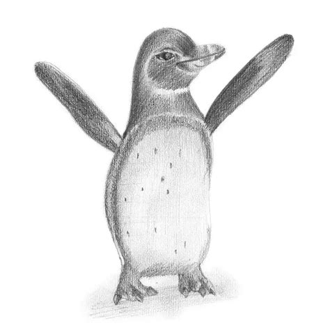Share More Than 79 Penguin Pencil Drawing Best Vn
